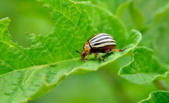 Agrofagi – co to jest i jakie mają znaczenie w rolnictwie