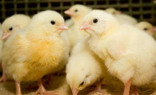 Jakie zwierzęta opłaca się hodować w 2026 roku?