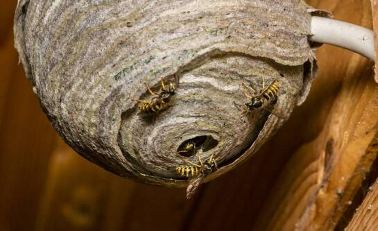 Jak skutecznie zwalczyć osy w ziemi?