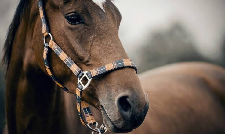 Jak dawkować uspokajające suplementy dla koni, by były skuteczne?