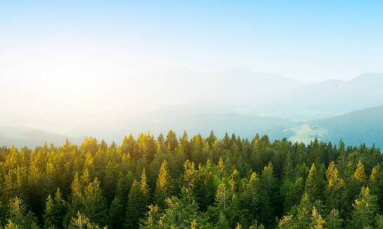 W jaki sposób minimalizujemy wpływ wycinki na lokalne ekosystemy?