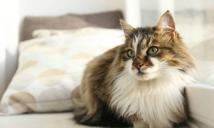 Jak tworzyć realistyczne portrety kotów w technice malowania według numerów?