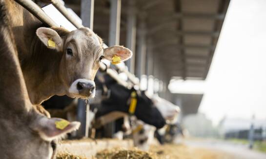 Jakie dodatki do pasz są kluczowe dla zdrowia mlecznego bydła?