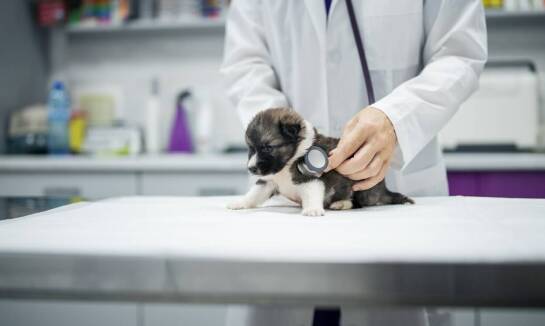 Dlaczego wybór odpowiedniej hodowli jest kluczowy dla zdrowia chihuahua?