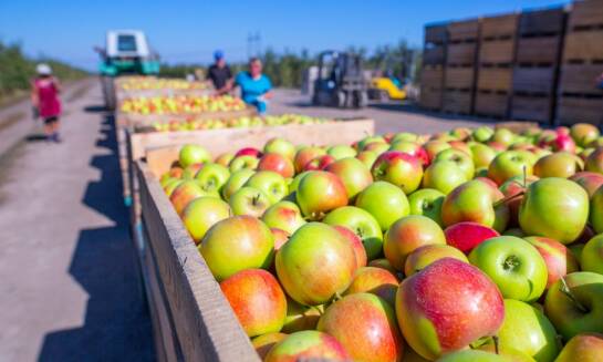 Wpływ ręcznej selekcji na jakość produktów dostarczanych