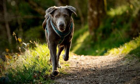 Jak dbać o psie uszy w okresach zwiększonej aktywności na zewnątrz?