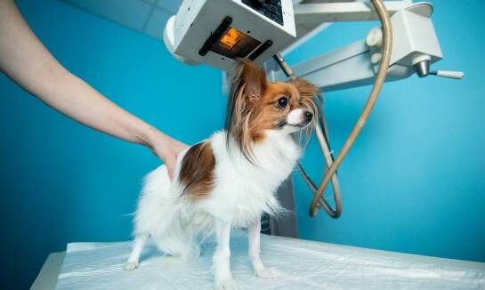 Weterynarz w Sulęcinie: jak wdrażane są nowoczesne metody diagnostyczne?