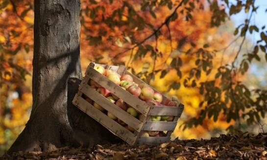 Jakie korzyści płyną z wyboru lokalnych tłoczonych soków jabłkowych?