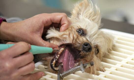 Zdrowie jamy ustnej psów - LIVET SPW w Katowicach