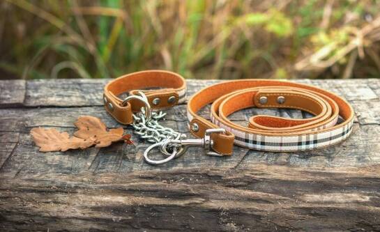 Schroniska dla zwierząt, które potrzebują pomocy