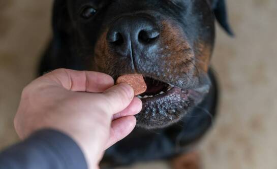 Jak pomóc psu gdy się dusi?