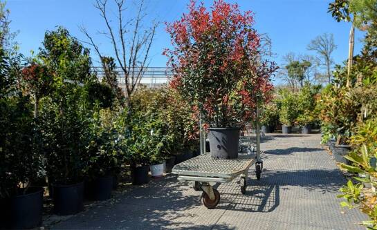 Jaki smartfon kupić w 2026 roku?