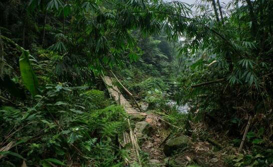 Gdzie zgłosić chore dzikie zwierzę?