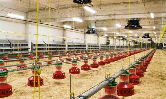 Optymalne klimatyczne warunki w chlewni dzięki nowoczesnym wentylacyjnym kominom