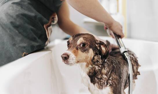 Specjalistyczne usługi pielęgnacyjne oferowane w hotelach dla zwierząt