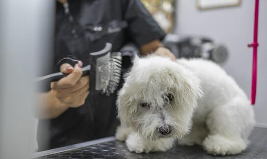 Profesjonalne fryzjerskie doradztwo dla właścicieli psów w Sosnowcu