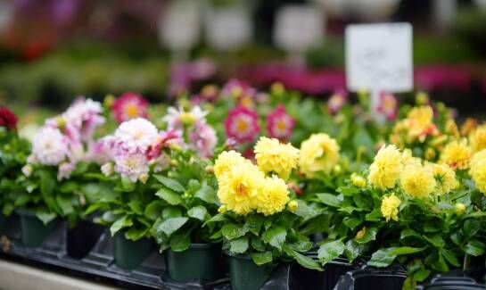 Jakie nawozy wybrać dla roślin wieloletnich?