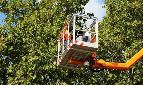 Proces wycinki alpinistycznej drzew – jak zapewniamy ochronę otoczenia