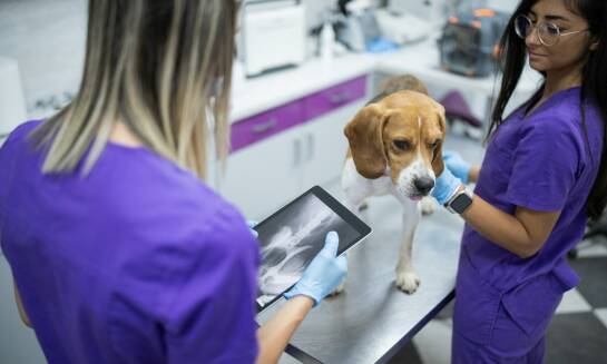 Jakie nowoczesne metody leczenia oferuje okulista weterynarz dla domowych zwierząt?