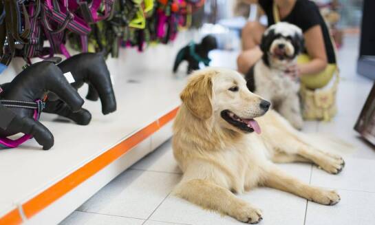 Kluczowe umiejętności zdobywane przez szczeniaki w przedszkolu dla szczeniąt