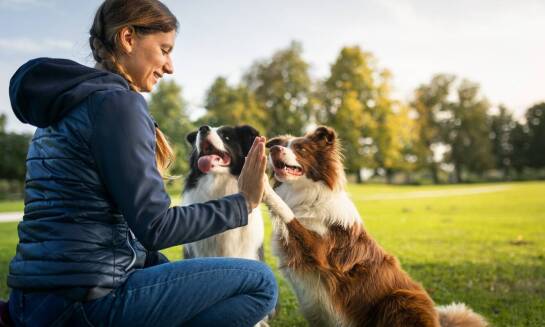 Znaczenie budowania zaufania między psem a właścicielem podczas szkoleń w Sulejówku.