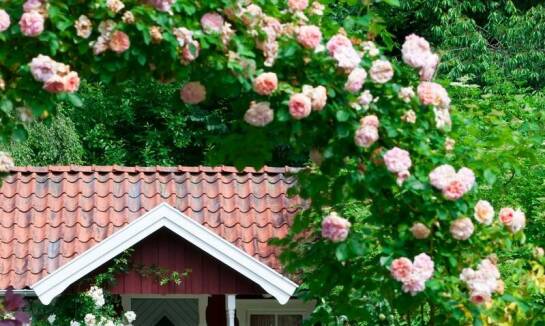 Jakie ozdobne rośliny najlepiej sprawdzą się w Twoim ogrodzie?