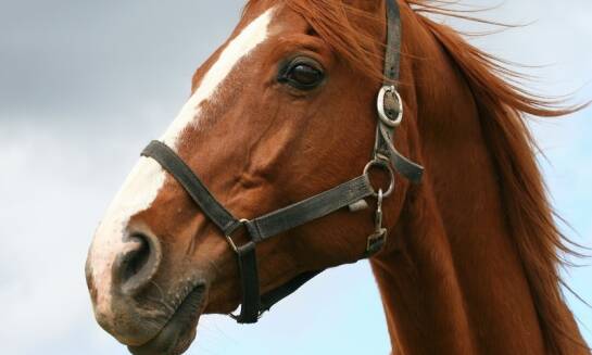 Uwiązy a ochrona konia podczas transportu – kluczowe aspekty