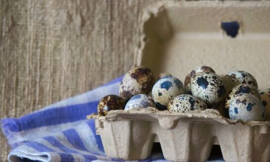 Czym charakteryzują się przepiórcze jaja z wolnowybiegowego chowu?