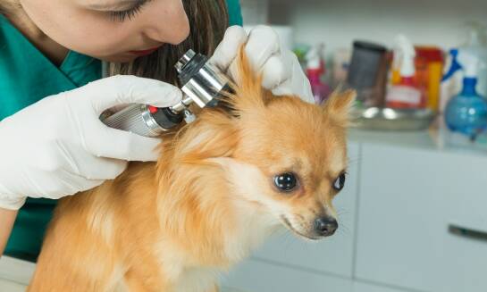 Jakie akcesoria do pielęgnacji są niezbędne przy hodowli Chihuahua?