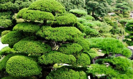 Szczepione iglaki na pniu jako element nowoczesnych aranżacji ogrodowych