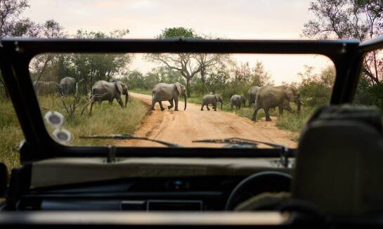 Safari w parkach Mikumi i Selous: Co warto wiedzieć przed wyprawą?