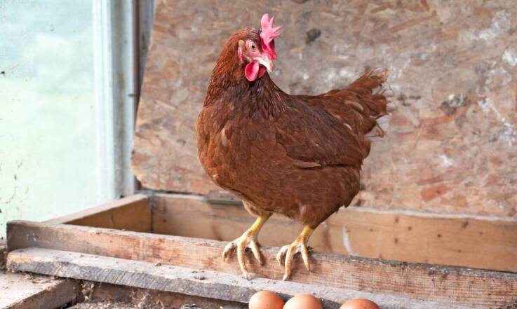 Jakie znaczenie ma kondycja kur w ich nieśności?