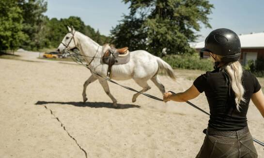 Lonżowanie koni: skuteczne metody pracy z trudnymi zwierzętami