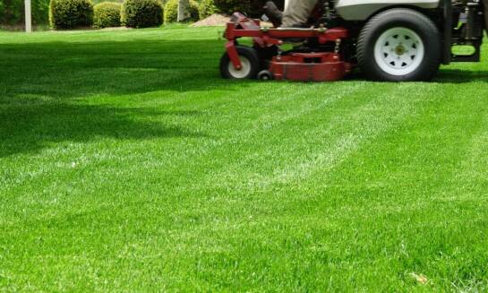 Kompleksowe podejście do pielęgnacji trawników przez specjalistów