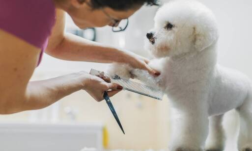 Znaczenie profesjonalnego podgalania sierści dla psów