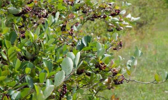 Jakie podłoża zapewniają najlepszy rozwój owocowych krzewów?
