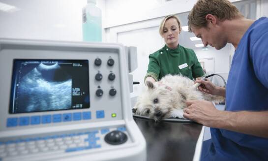 Diagnostyka obrazowa a skuteczność leczenia – co oferują weterynaryjne gabinety?