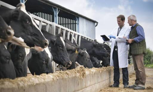 Wpływ ceny skupu na decyzje hodowców dotyczące sprzedaży bydła