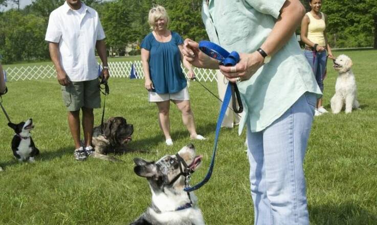 Jakie znaczenie ma socjalizacja w procesie tresury dla psów?