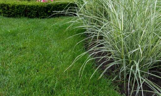 Jak wybór odpowiedniej trawy do ogrodu wpływa na wygląd ogrodu?