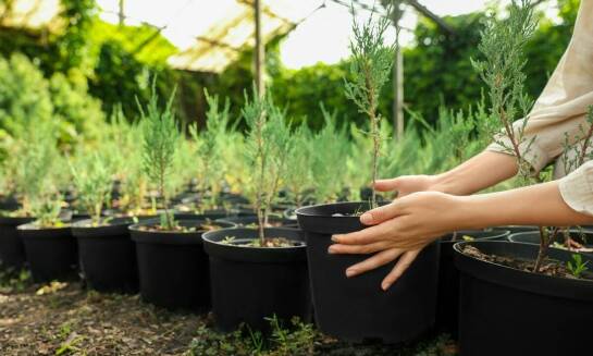 Jakie są zalety wyboru lokalnych szkółek przy zakupie sadzonek świerku?