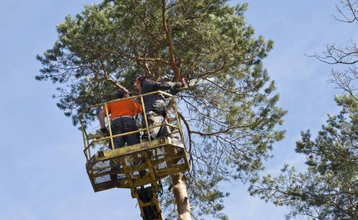 Kiedy wycinka z podnośnika, a kiedy metoda alpinistyczna ma sens na działce