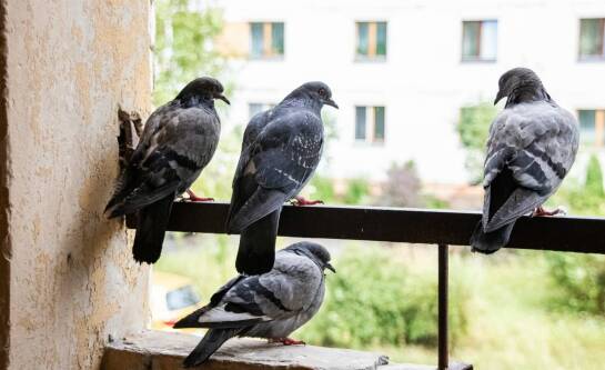 Jak odstraszyć gołębie? Sprawdzone metody chroniące balkon i ogród