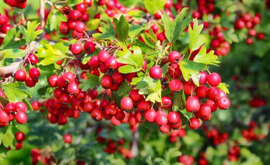 Jakie zioła obniżają ciśnienie, cholesterol i wspierają układ krążenia?