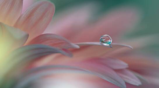 Jak robić zdjęcia kwiatów? Prosty przewodnik dla każdego, kto kocha naturę.