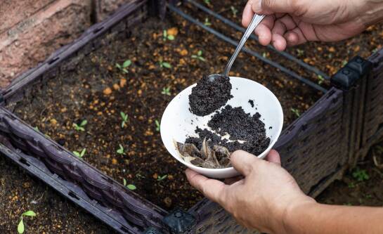 Fusy z kawy – do jakich roślin ogrodowych i doniczkowych warto je wykorzystać?