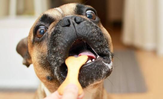 Dlaczego duże psy potrzebują specjalnych gryzaków?