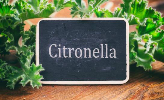 Citronella: co to jest i jak wykorzystać ją w domu?