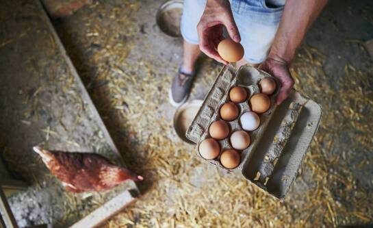 Jaja kurze od lokalnych hodowców – dlaczego warto wspierać lokalny rynek?