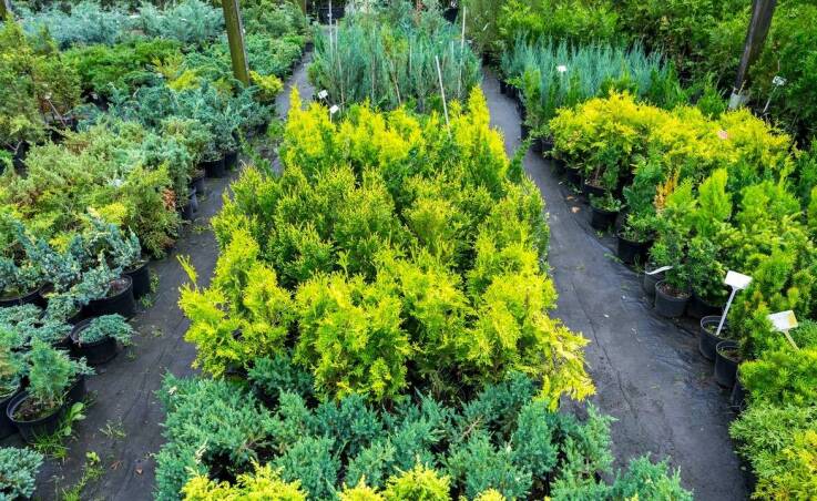 Najlepsze krzewy ozdobne do nasadzeń miejskich w Warszawie